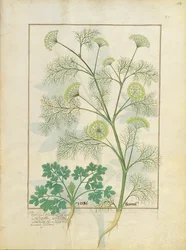 Persil et fenouil, illustration du Livre des simples médecines par Mattheaus Platearius 154r